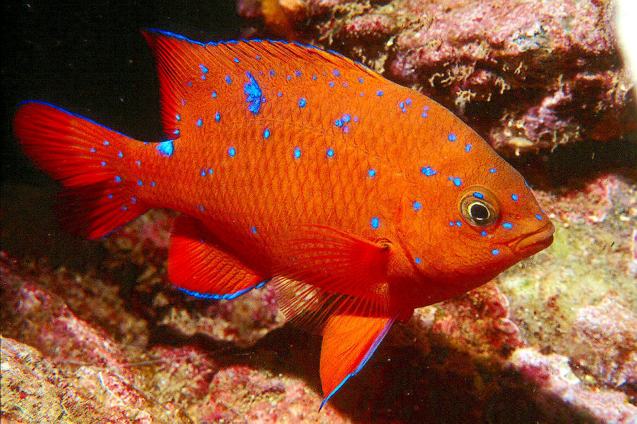 Tropical fish, Fish underwater, Garibaldi